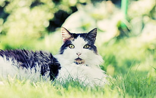 white and black cat on grass